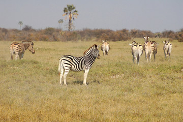 Fototapeta na wymiar Amazing Zebra Herd in the savannah of Botswana