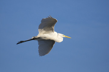 Great Egret, Ardea alba