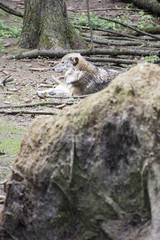 Obraz premium Wild wolf