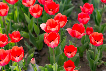 Fototapeta premium Beautiful red tulips in nature