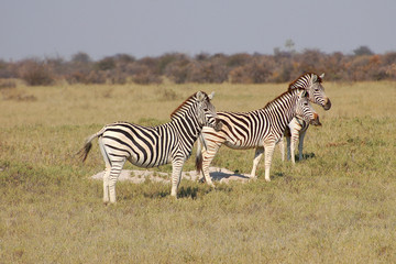 Fototapeta na wymiar Zebra Herd in the savannah of Botswana
