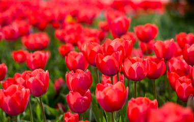 Fototapeta premium Beautiful red tulips in nature