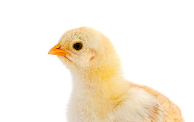 Profile of a yellow chicken