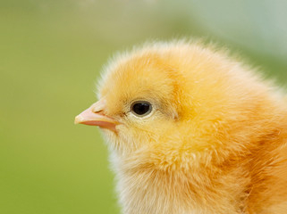 Profile of a yellow chicken