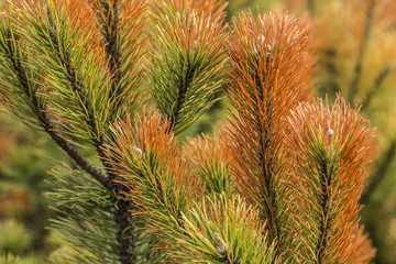 Red-green pine branches