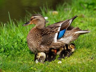 Ducklings from Mallard - Anas platyrhynchos