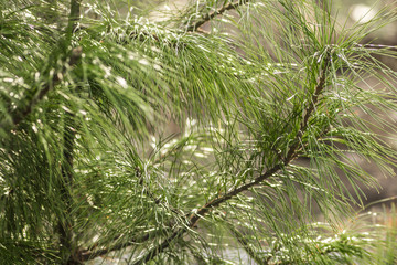 Green cedar branch