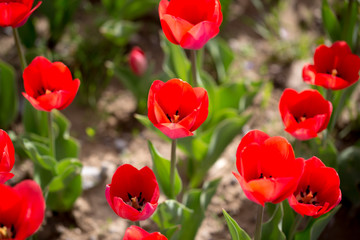 Obraz premium Beautiful red tulips in nature