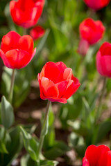 Fototapeta premium Beautiful red tulips in nature