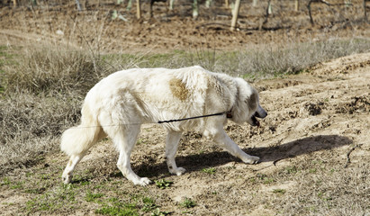 Mastiff dog field