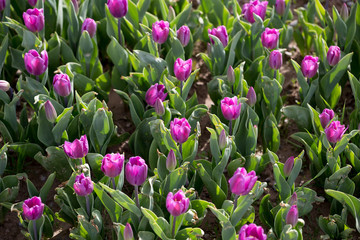 Beautiful purple tulips in nature