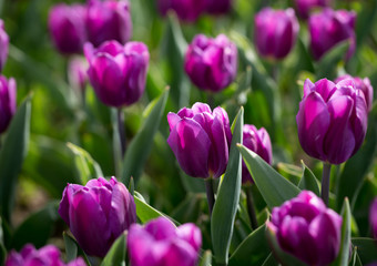 Obraz na płótnie Canvas Beautiful purple tulips in nature