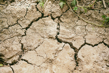 Dry arid soil that is dehydrated in summer does not grow crops.
