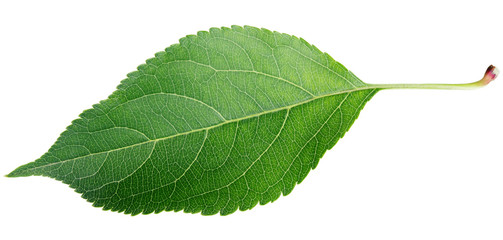 Green apple leaf isolated on white background © Roman Samokhin