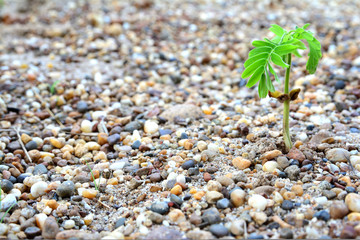 Sapling of tamarind tree, Young plant growing on pebbles ground