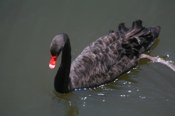 Fototapeta premium Black swan