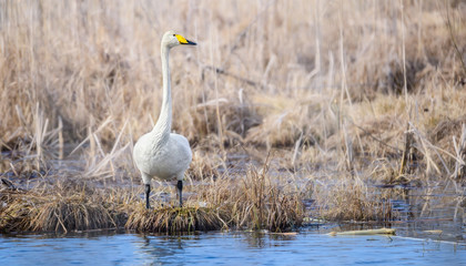 A white mute swan with a yellow beak, standing near the water and looking carefully aside.A white swan standing near the water. Migratory bird in Belarus. Bialowieza Forest Reserve. Poland