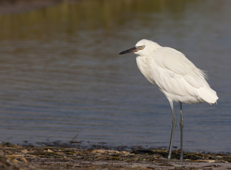 Reddish Egret, Egretta rufescens