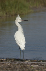 White Morph Reddish Egret