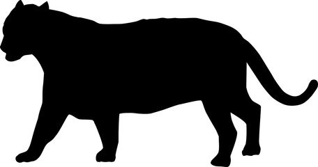 Silhouette of a tiger
