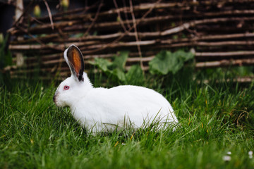 Young white rabbit in green grass in spring