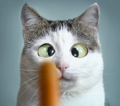 funny cat at ophtalmologist appointmet squinting following sausage