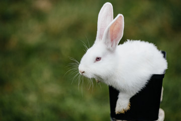 close up in top view of young cute rabbit's face