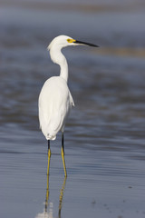 Snowy Egret, Egretta thula