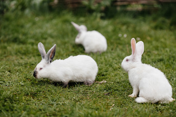 three rabbits in green grass on the farm.