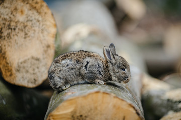 close up in top view of young cute rabbit's face