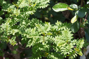 Leaf of Japanese pepper called Sansho tree