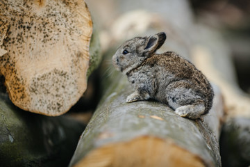 close up in top view of young cute rabbit's face