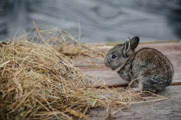 close up in top view of young cute rabbit's face