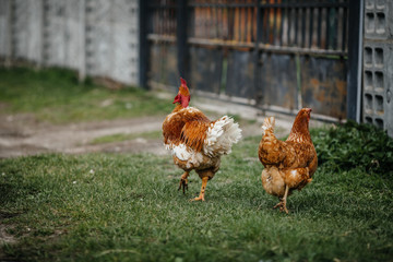 brown chicken or rooster looking for Food