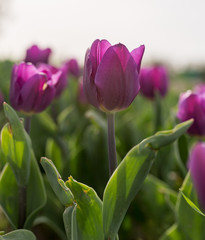 Beautiful purple tulips in nature