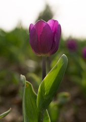 Beautiful purple tulips in nature