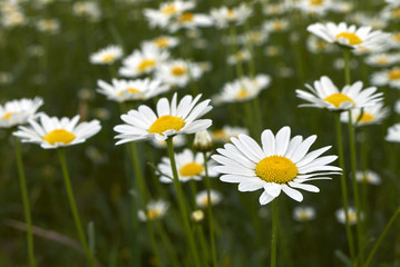 Fototapeta premium leucanthemum vulgare