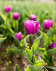 Beautiful purple tulips in nature
