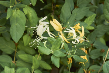 Obraz premium Lonicera japonica