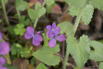 Lunaria annua