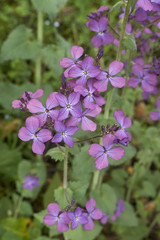 Lunaria annua