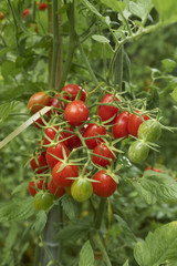 lycopersicon esculetum