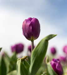 Beautiful purple tulips in nature