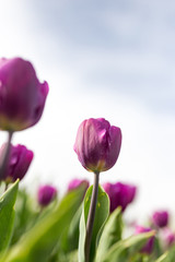 Obraz na płótnie Canvas Beautiful purple tulips in nature