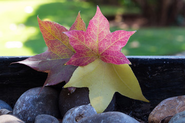 Colorful autumn leaves
