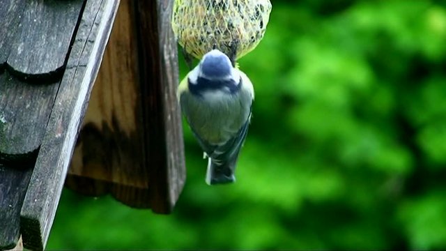 Eine Blaumeise frisst an einem Meisenkn&ouml;del (Nahaufnahme)