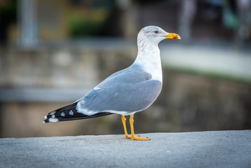 Seagull in Vila Nova de Gaia in Portugal