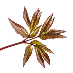 Young leaf peony bush. Isolated on white background
