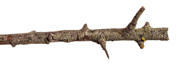 Dry branches with cracked dark bark. Isolated on white background