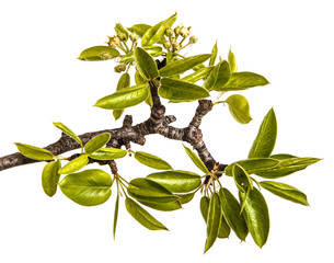 A branch of pear tree with young green leaves. Isolated on white background